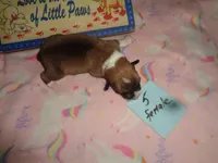 Lola5ohio, a female Pembroke Welsh Corgi for sale in Cardington, OH – 2 of 3