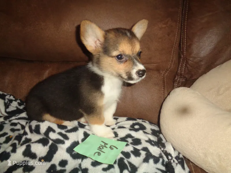 Lola6ohio – Pembroke Welsh Corgi puppy for sale in Cardington, OH