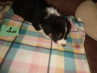 June30hio, a male Pembroke Welsh Corgi and Miniature Australian Shepherd for sale in Cardington, OH – 2 of 9