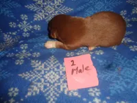 Lady20hio, a male Australian Shepherd for sale in Cardington, OH – 2 of 2