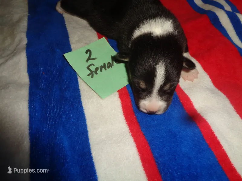 Lola2ohio – Pembroke Welsh Corgi puppy for sale in Cardington, OH