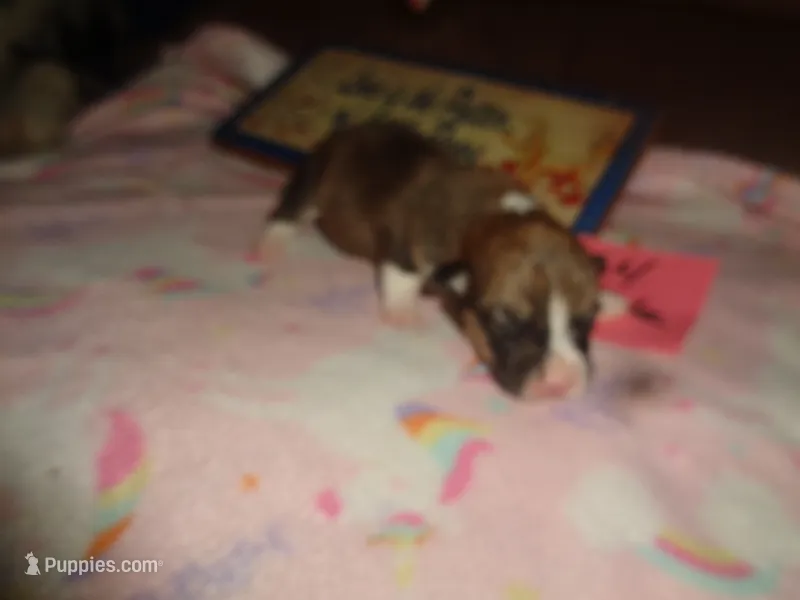 Lola4ohio – Pembroke Welsh Corgi puppy for sale in Cardington, OH