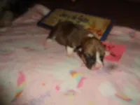 Lola4ohio, a male Pembroke Welsh Corgi for sale in Cardington, OH – 1 of 3