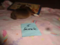 Lola5ohio, a female Pembroke Welsh Corgi for sale in Cardington, OH – 3 of 3