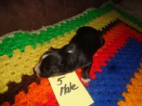 June50hio, a male Pembroke Welsh Corgi and Miniature Australian Shepherd for sale in Cardington, OH – 2 of 2