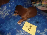 Lady3ohio, a male Australian Shepherd for sale in Cardington, OH – 2 of 3