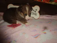 Lola4ohio, a male Pembroke Welsh Corgi for sale in Cardington, OH – 2 of 9