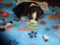 June20hio, a female Pembroke Welsh Corgi and Miniature Australian Shepherd for sale in Cardington, OH – 5 of 9