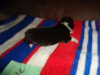 Lola6ohio, a male Pembroke Welsh Corgi for sale in Cardington, OH – 6 of 9