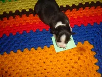 June20hio, a female Pembroke Welsh Corgi and Miniature Australian Shepherd for sale in Cardington, OH – 2 of 3