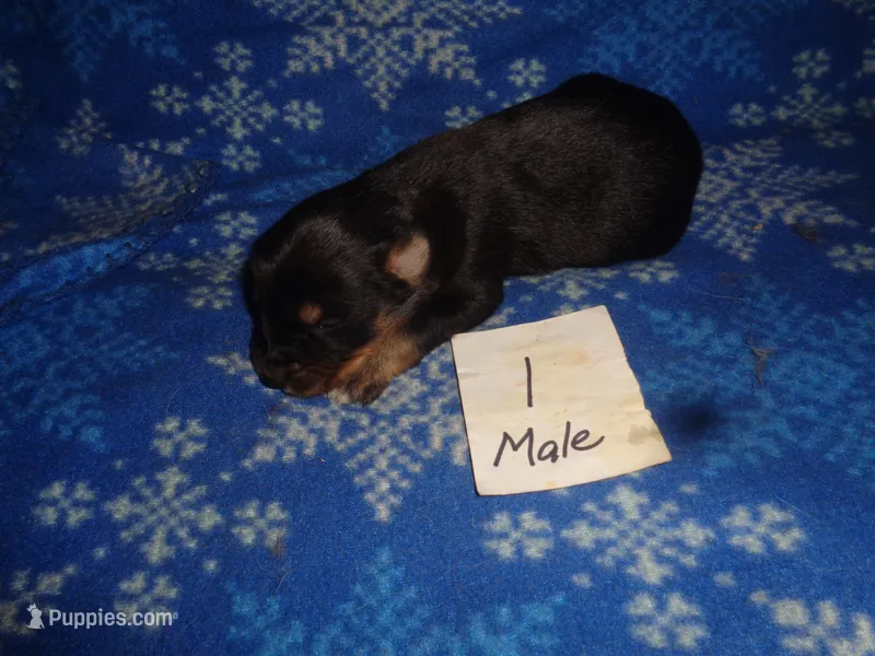 Lady1ohio – Australian Shepherd puppy for sale in Cardington, OH