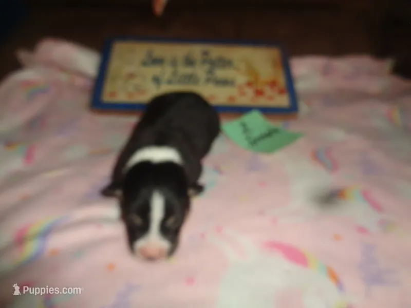 Lola2ohio – Pembroke Welsh Corgi puppy for sale in Cardington, OH