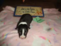 Lola2ohio, a female Pembroke Welsh Corgi for sale in Cardington, OH – 1 of 3