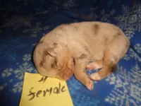 Lady40hio, a female Australian Shepherd for sale in Cardington, OH – 2 of 2