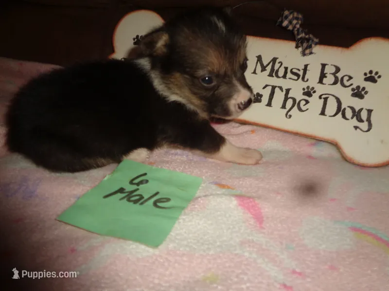 Lola6ohio – Pembroke Welsh Corgi puppy for sale in Cardington, OH