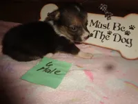 Lola6ohio, a male Pembroke Welsh Corgi for sale in Cardington, OH – 1 of 9