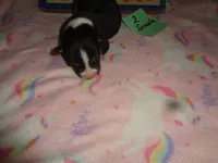 Lola2ohio, a female Pembroke Welsh Corgi for sale in Cardington, OH – 2 of 3