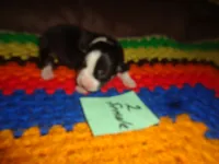 June20hio, a female Pembroke Welsh Corgi and Miniature Australian Shepherd for sale in Cardington, OH – 1 of 3