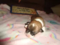 Lola5ohio, a female Pembroke Welsh Corgi for sale in Cardington, OH – 1 of 3