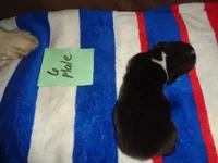 Lola6ohio, a male Pembroke Welsh Corgi for sale in Cardington, OH – 5 of 9
