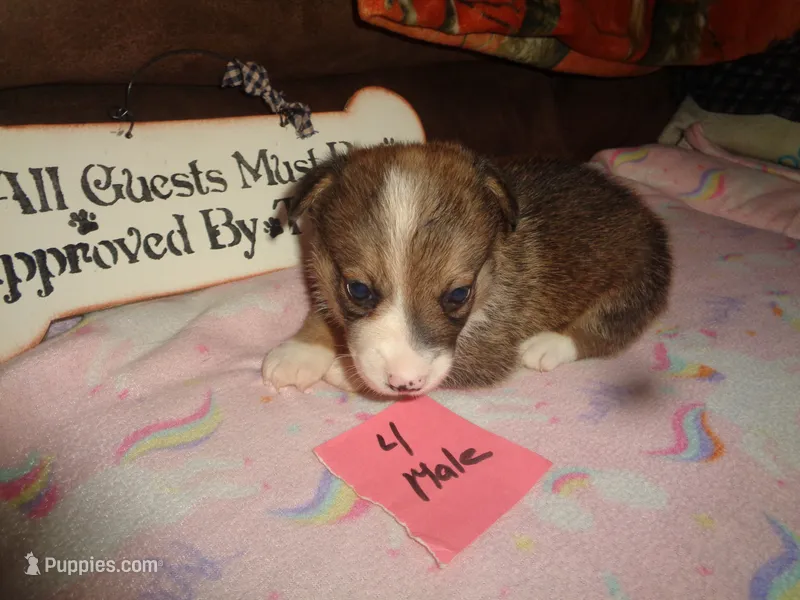 Lola4ohio – Pembroke Welsh Corgi puppy for sale in Cardington, OH