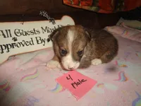 Lola4ohio, a male Pembroke Welsh Corgi for sale in Cardington, OH – 1 of 9