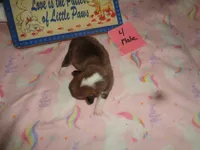 Lola4ohio, a male Pembroke Welsh Corgi for sale in Cardington, OH – 3 of 3
