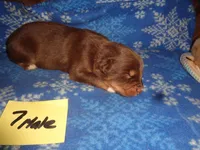lady70hio, a female Australian Shepherd for sale in Cardington, OH – 2 of 2