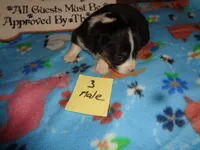 June30hio, a male Pembroke Welsh Corgi and Miniature Australian Shepherd for sale in Cardington, OH – 5 of 9