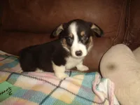 June20hio, a female Pembroke Welsh Corgi and Miniature Australian Shepherd for sale in Cardington, OH – 1 of 9