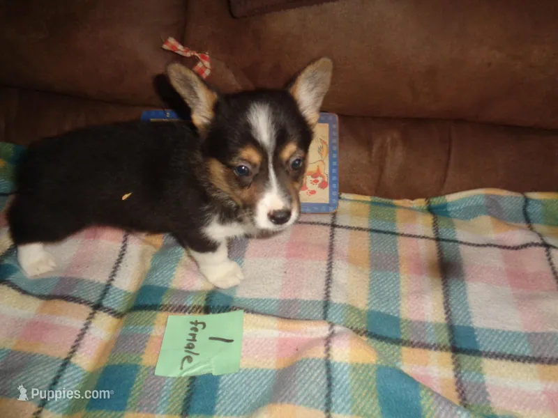 Grace1ohio – Pembroke Welsh Corgi puppy for sale in Cardington, OH