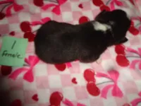 Grace1ohio, a female Pembroke Welsh Corgi for sale in Cardington, OH – Photo 2 of 5