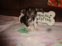 Lola6ohio, a male Pembroke Welsh Corgi for sale in Cardington, OH – 2 of 9