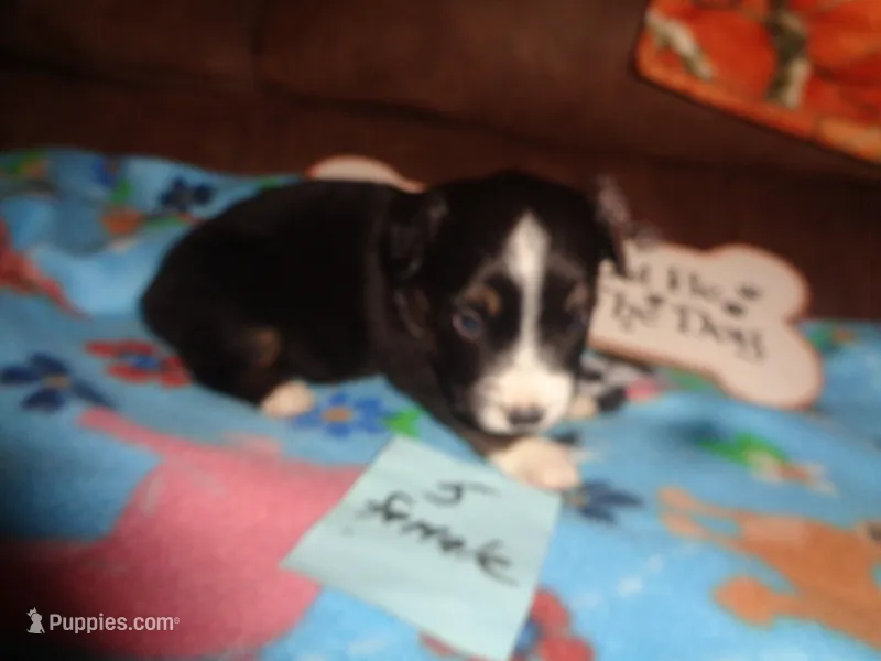 June50hio – Pembroke Welsh Corgi, Miniature Australian Shepherd puppy for sale in Cardington, OH