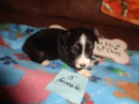 June50hio, a male Pembroke Welsh Corgi and Miniature Australian Shepherd for sale in Cardington, OH – 5 of 7