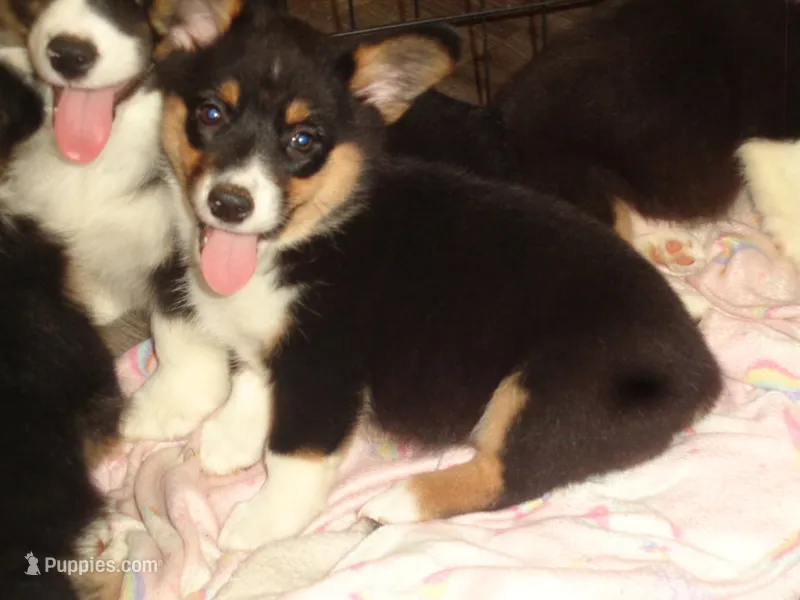 June6ohio – Pembroke Welsh Corgi, Miniature Australian Shepherd puppy for sale in Cardington, OH