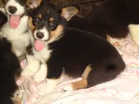 June6ohio, a male Pembroke Welsh Corgi and Miniature Australian Shepherd for sale in Cardington, OH – 2 of 7