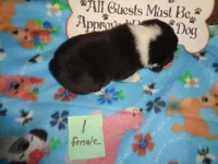 June1ohio, a female Pembroke Welsh Corgi and Miniature Australian Shepherd for sale in Cardington, OH – 2 of 8