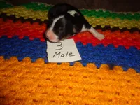 June30hio, a male Pembroke Welsh Corgi and Miniature Australian Shepherd for sale in Cardington, OH – 1 of 3