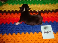 June4ohio, a female Pembroke Welsh Corgi and Miniature Australian Shepherd for sale in Cardington, OH – 2 of 3