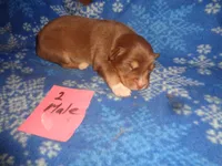 Lady20hio, a male Australian Shepherd for sale in Cardington, OH – 1 of 2