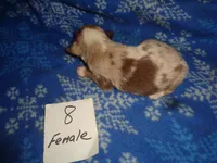 Lady8ohio, a female Australian Shepherd for sale in Cardington, OH – 2 of 3