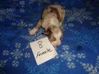 Lady8ohio, a female Australian Shepherd for sale in Cardington, OH – 3 of 3
