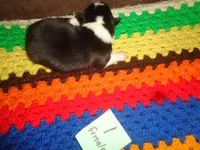 June1ohio, a female Pembroke Welsh Corgi and Miniature Australian Shepherd for sale in Cardington, OH – 5 of 8