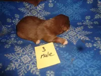 Lady3ohio, a male Australian Shepherd for sale in Cardington, OH – 3 of 3