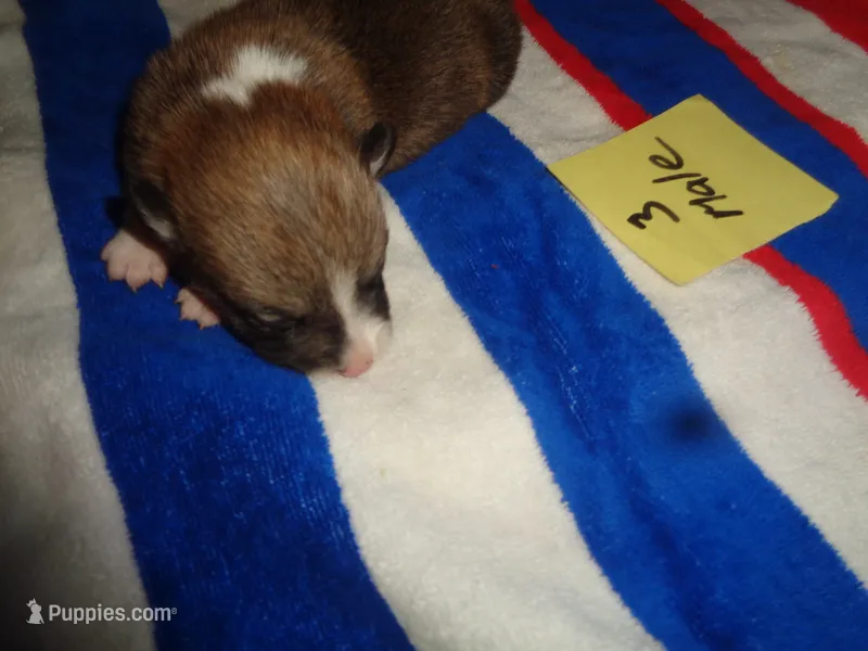 Lola3ohio – Pembroke Welsh Corgi puppy for sale in Cardington, OH