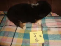 June4ohio, a female Pembroke Welsh Corgi and Miniature Australian Shepherd for sale in Cardington, OH – 3 of 9