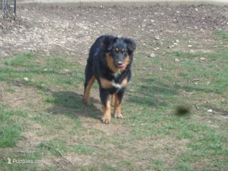Jo4ohio, a female Miniature Australian Shepherd for sale in Cardington, OH – Photo 1 of 8