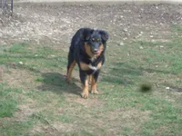 Jo4ohio, a female Miniature Australian Shepherd for sale in Cardington, OH – Photo 1 of 8