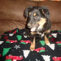 Jo4ohio, a female Miniature Australian Shepherd for sale in Cardington, OH – Photo 7 of 7